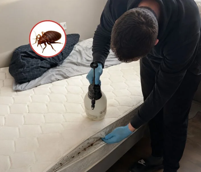 Technicien traitant un matelas contre les punaises de lit à Mézy-sur-Seine